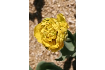 YELLOW POMPENETTE